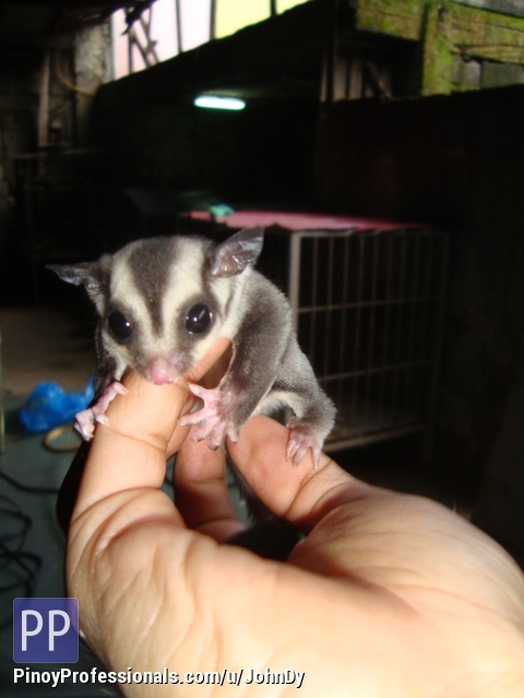 sugar glider ph